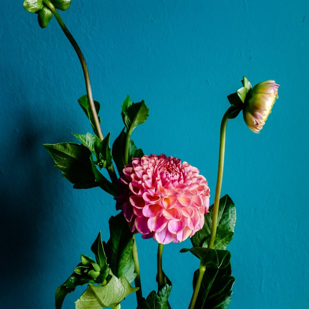 Coral Dahlia with bud stunning in dahlia arrangements by Flowers with Emily