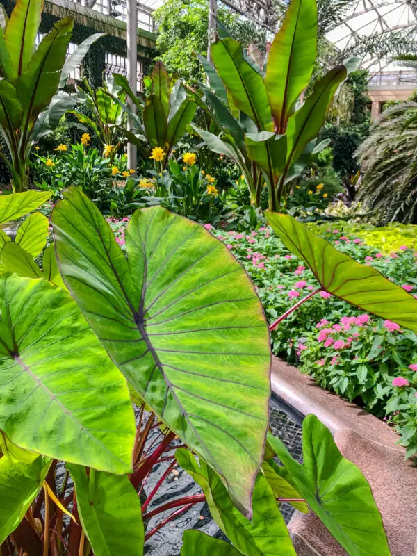 Tropical leaves on display in the Longwood Garden Conservatory Garden