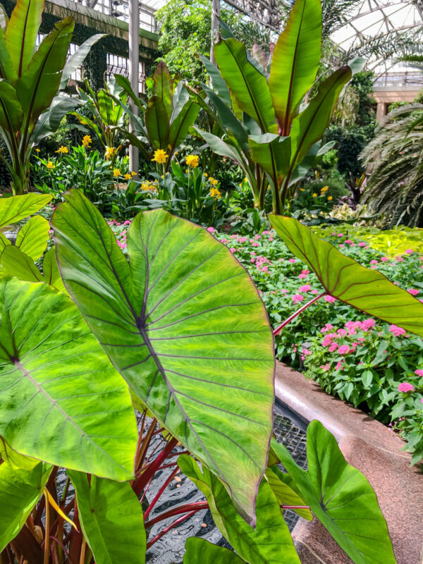 Tropical leaves on display in the Longwood Garden Conservatory Garden