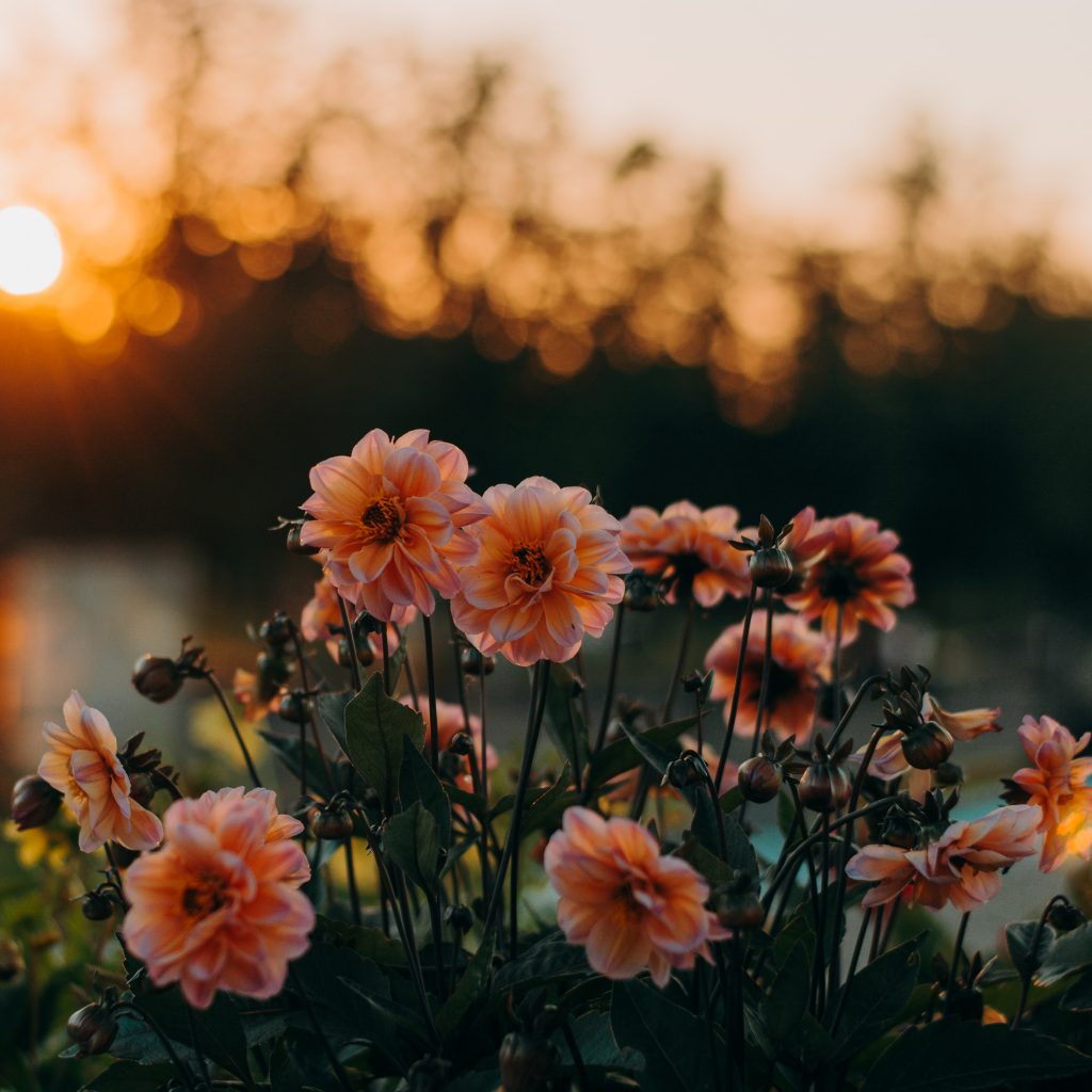 Dahlias at Sunset by Irina Iriser