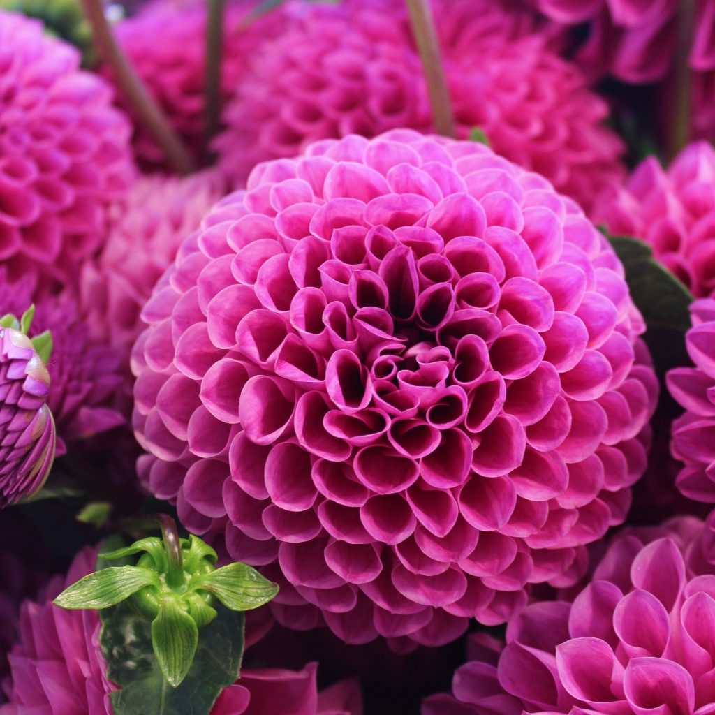 Fushia Ball Dahlia perfect for a dahlia arrangement by Melissa Askew