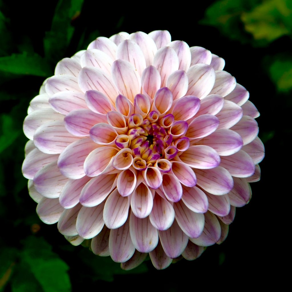 Blush Pink Ball Dalhia perfect for the dahlia flower arrangement by Tavin Dotson