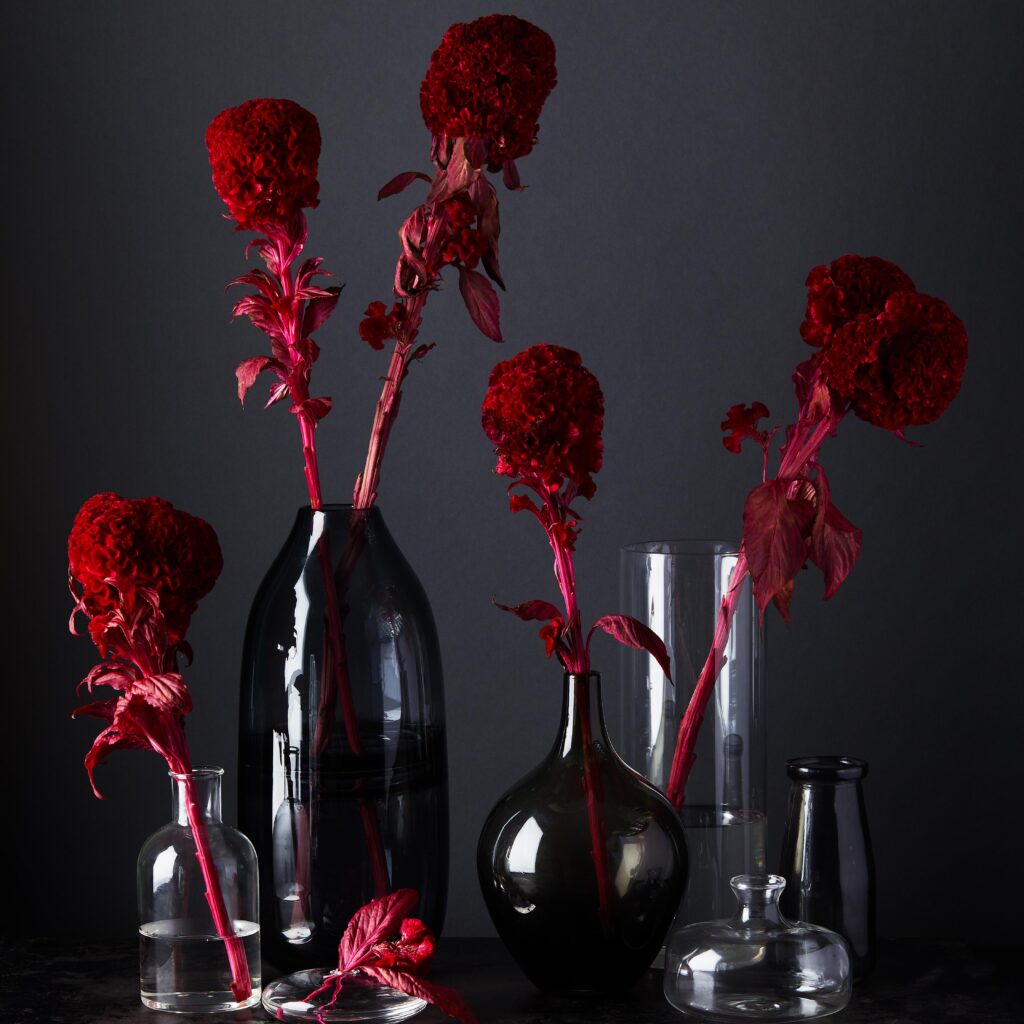 Red velvet coxcomb in clear and black vases