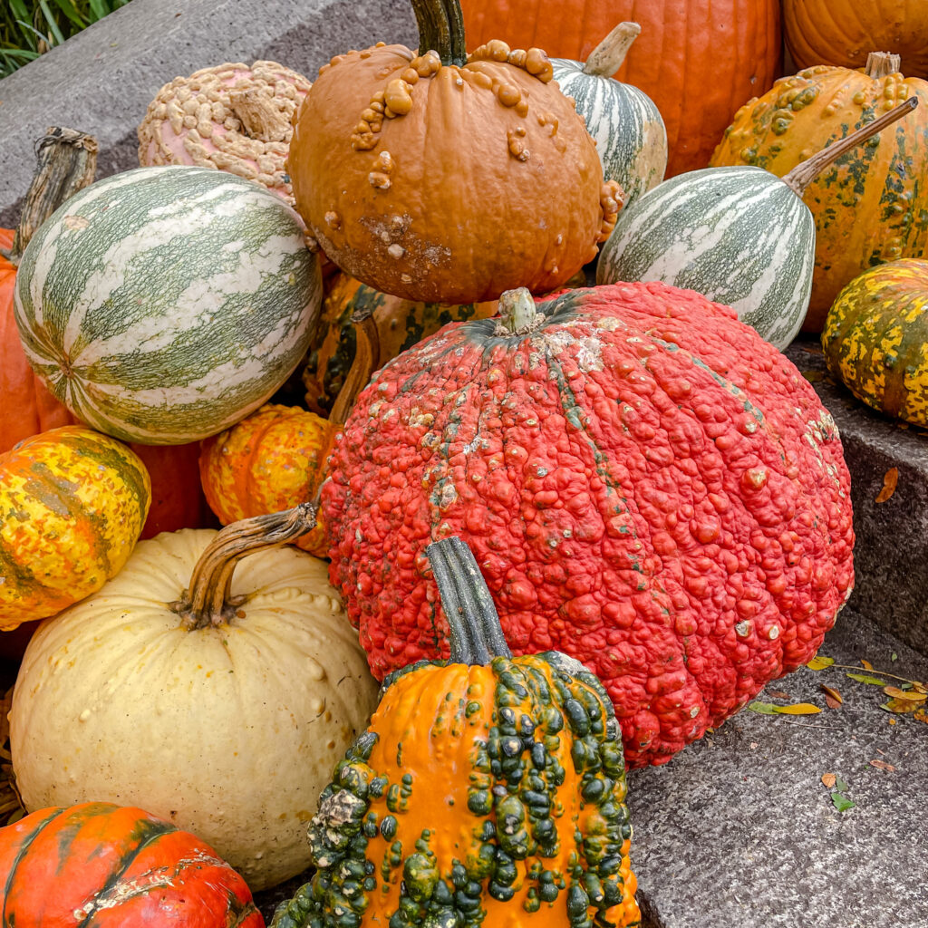 Pumpkins & Gourds