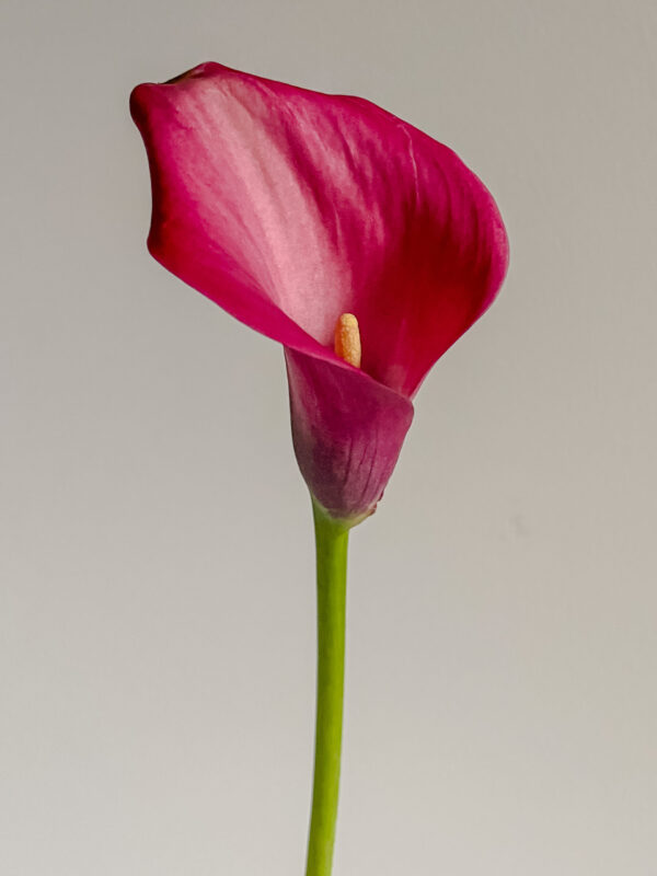Meaning of the Calla Lily, purity, holiness, and faithfulness