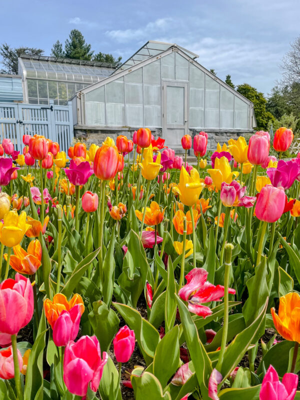 Spring Time Tulips & Green House at Wave Hill