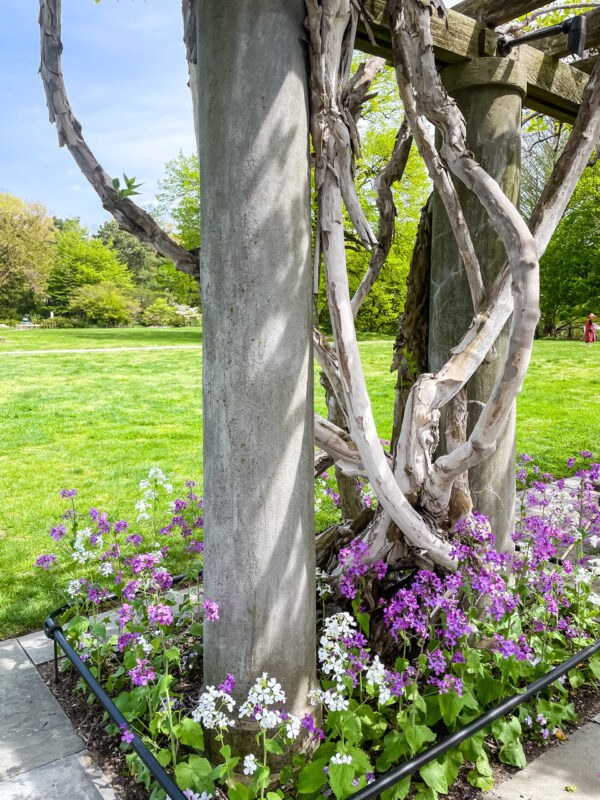 Wisteria Vine at Wave Hill Garden