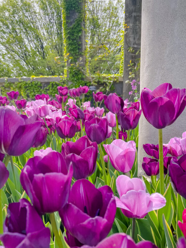 Spring Tulips at Wave Hill Garden