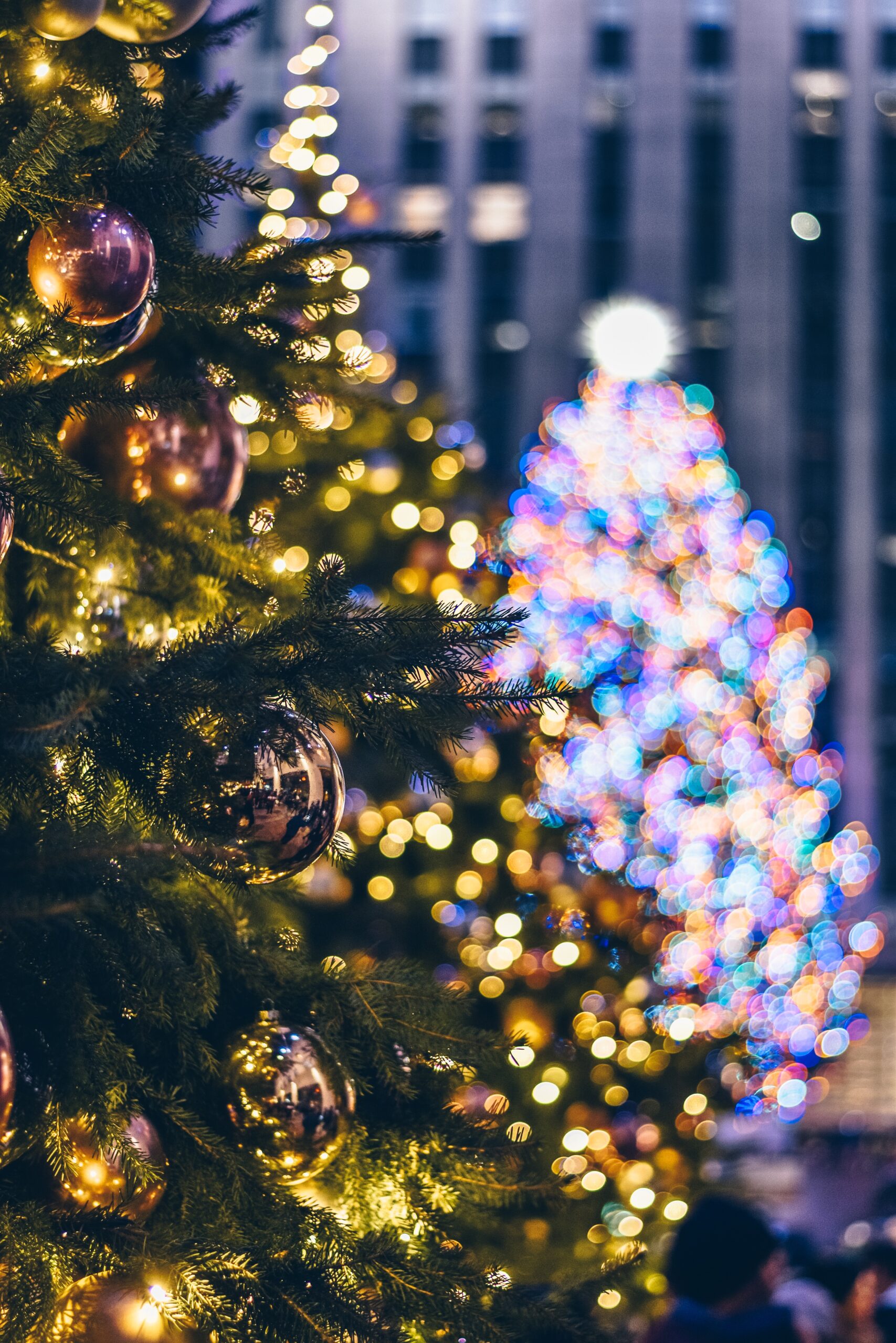 The Best Christmas Trees in NYC, Perfect Tree Tour
